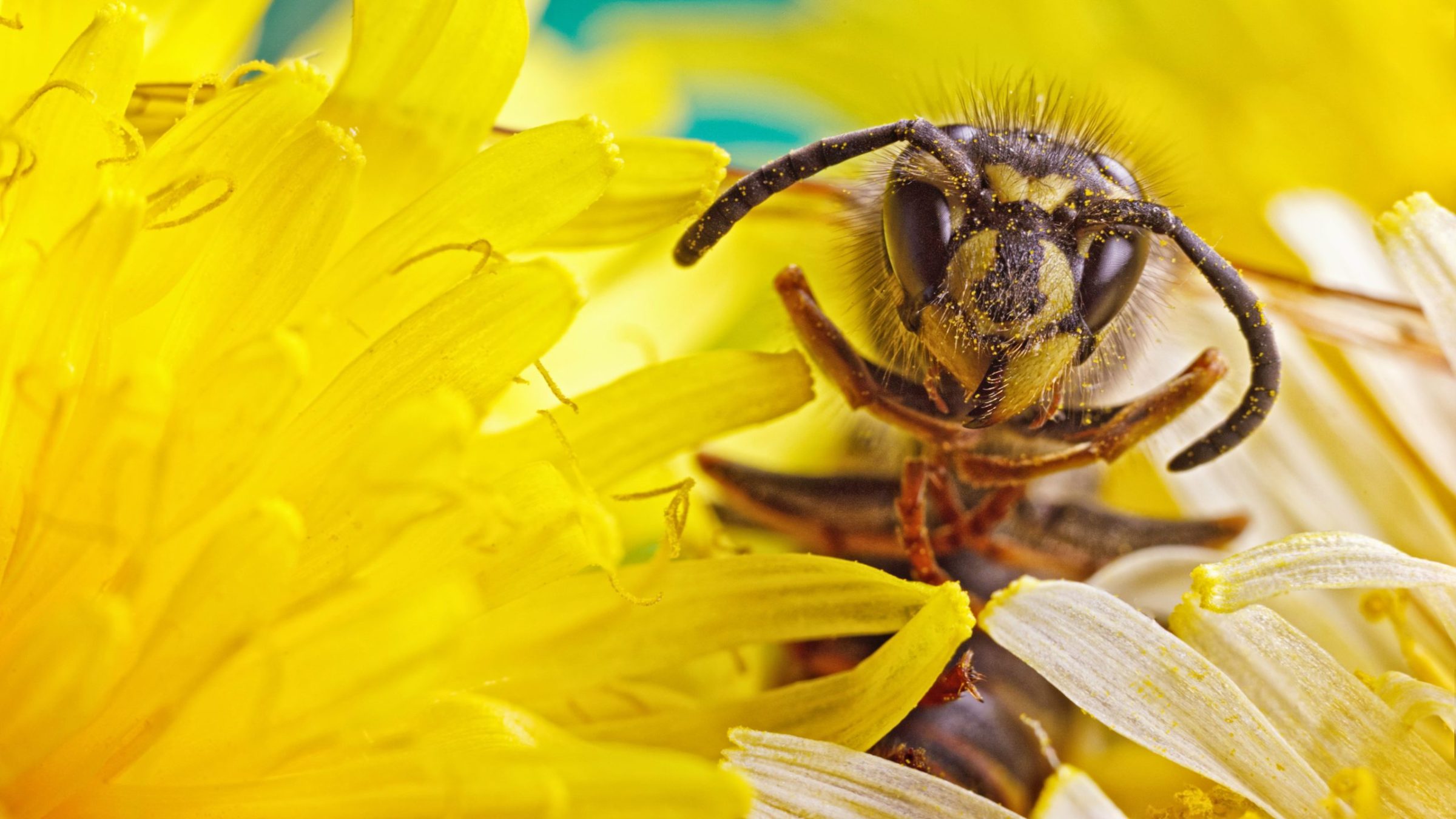 whats_the_point_of_wasps_turns_out_they_do_a_lot_more_than_you_think_-_3