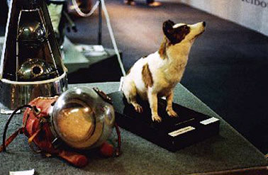 strelka_space_dog