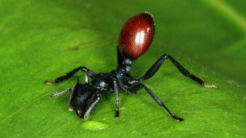 berry_ant