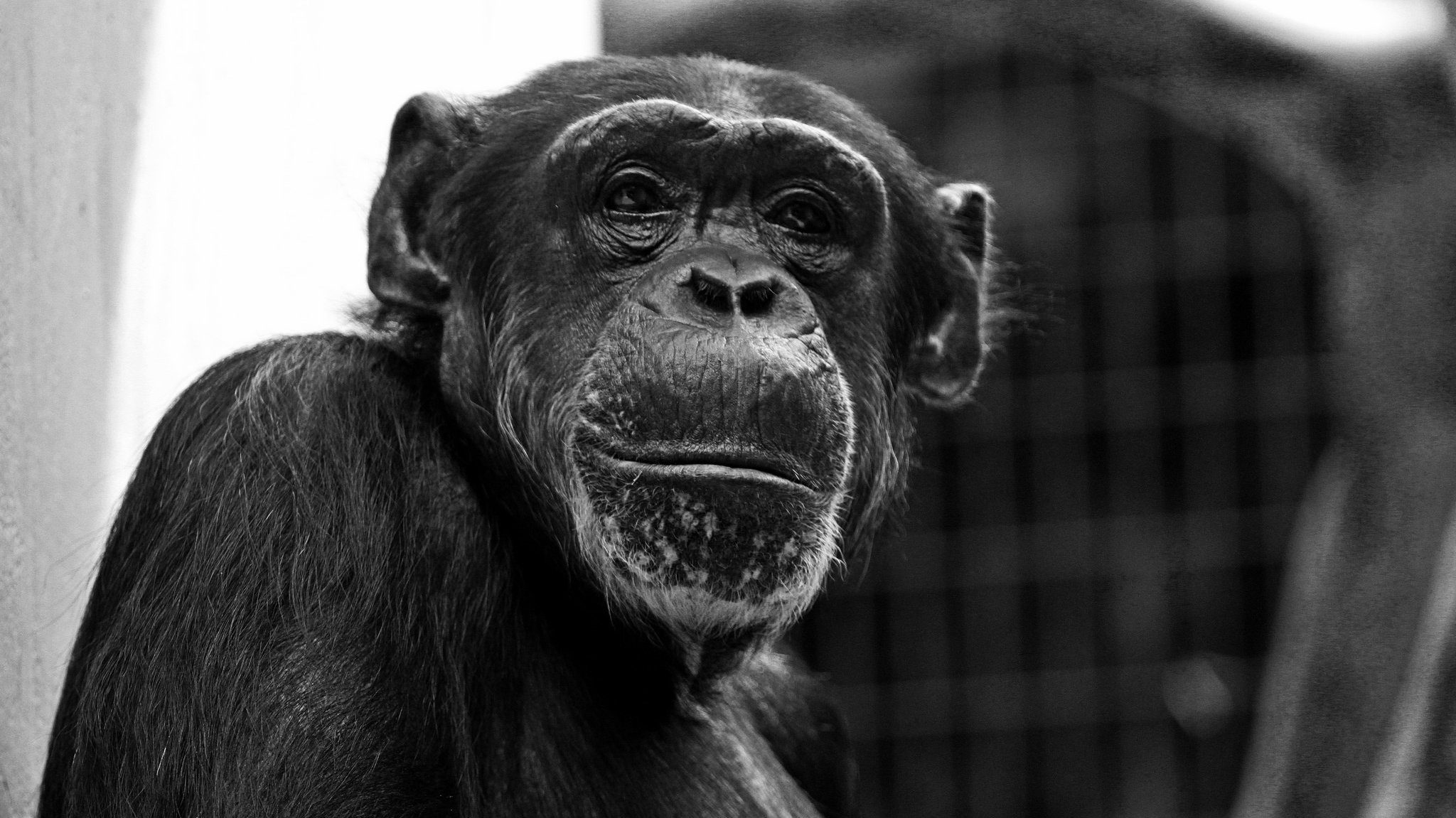 chimpanzee_t_gondii_parasite