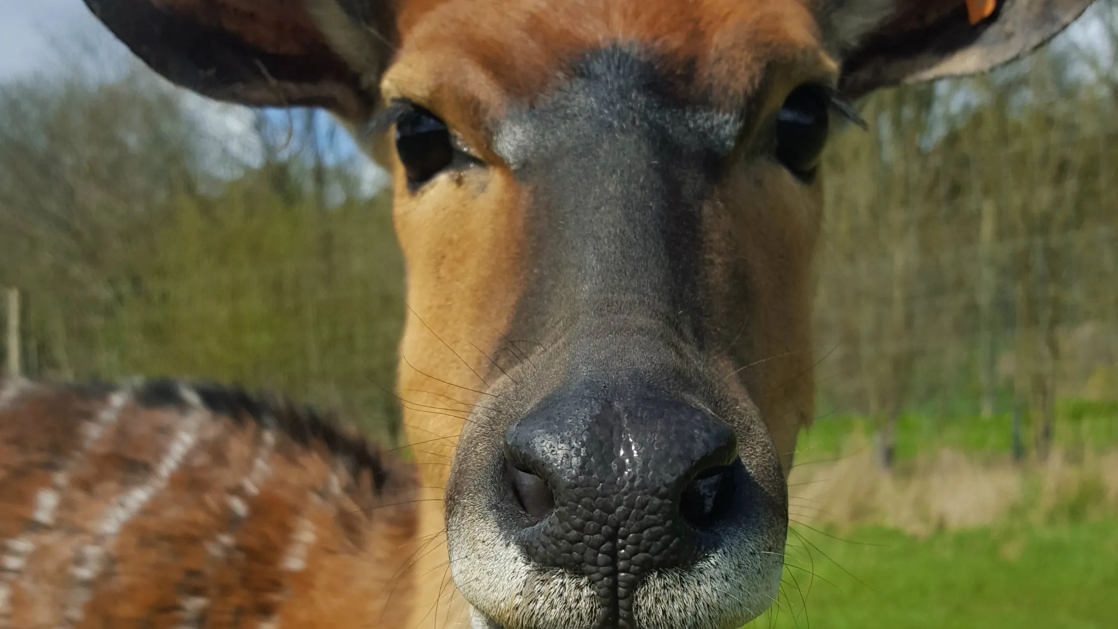 IBM Watson’s next mission? Keeping antelopes toasty warm