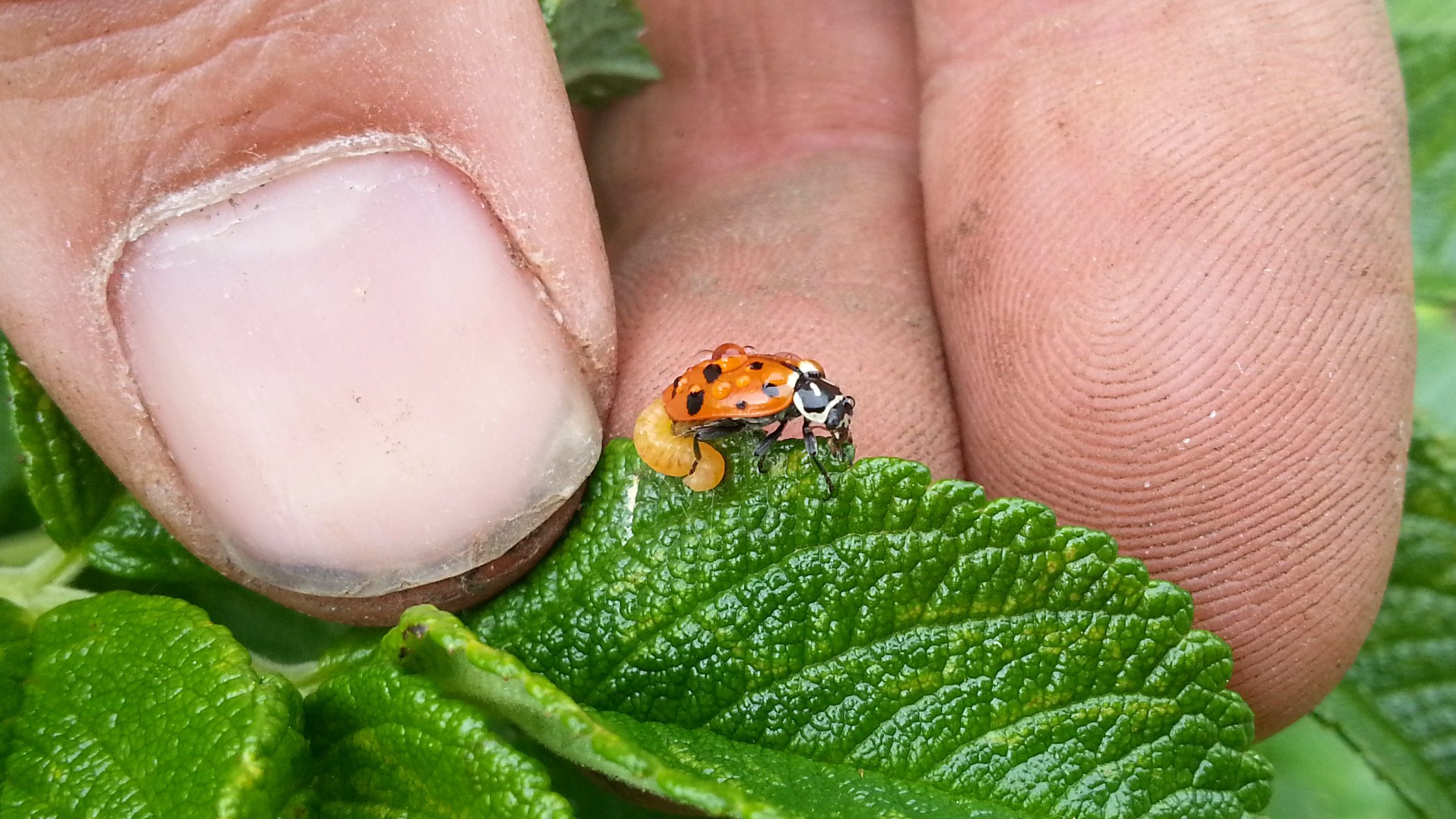 posessed_ladybird