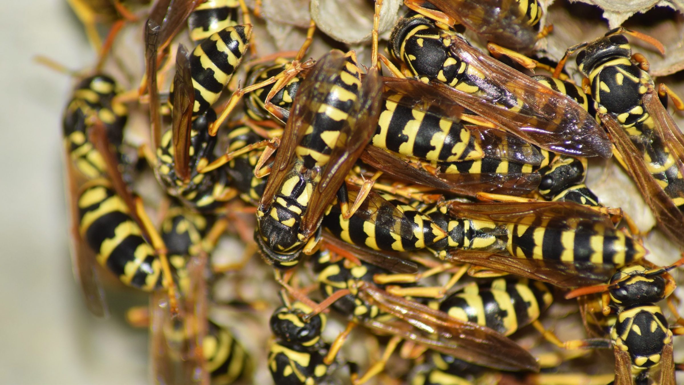 whats_the_point_of_wasps_turns_out_they_do_a_lot_more_than_you_think_-_4