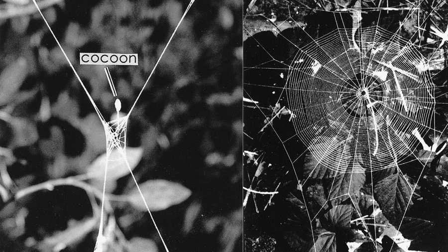 spider_web