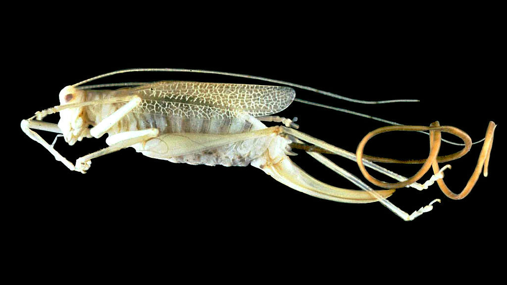 cricket_parasite